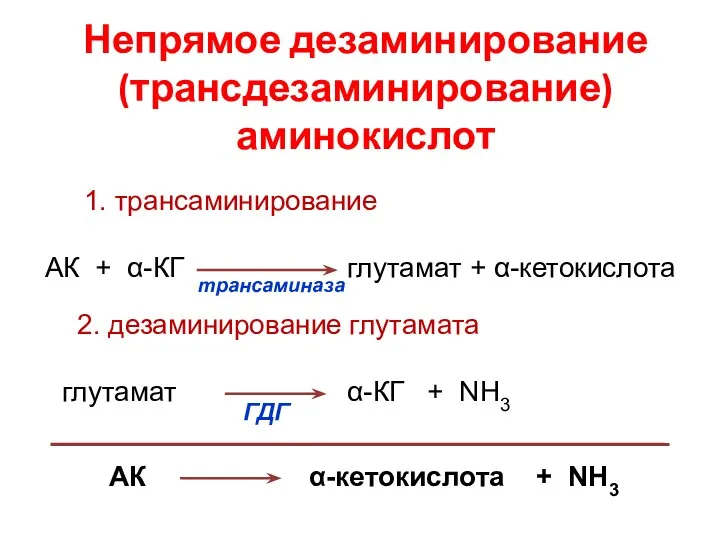 Непрямое дезаминирование (трансдезаминирование) аминокислот АК α-кетокислота + NH3 1. трансаминирование АК + α-КГ