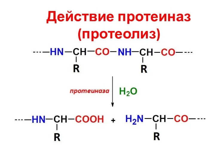 Действие протеиназ (протеолиз)