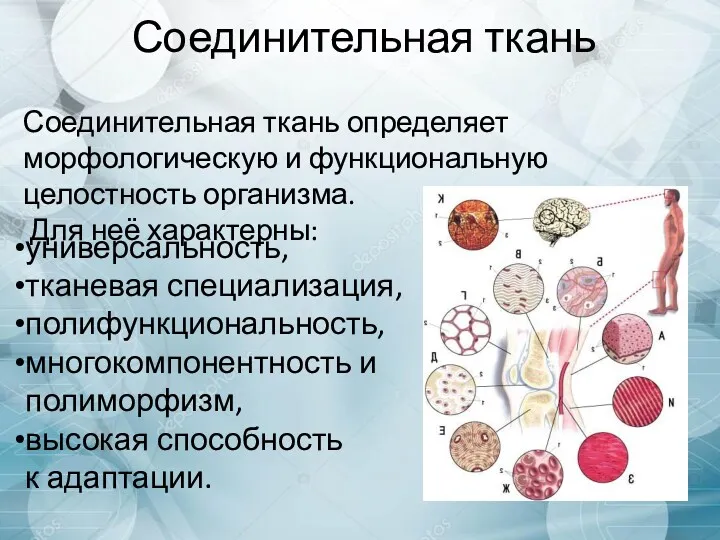 Соединительная ткань универсальность, тканевая специализация, полифункциональность, многокомпонентность и полиморфизм, высокая