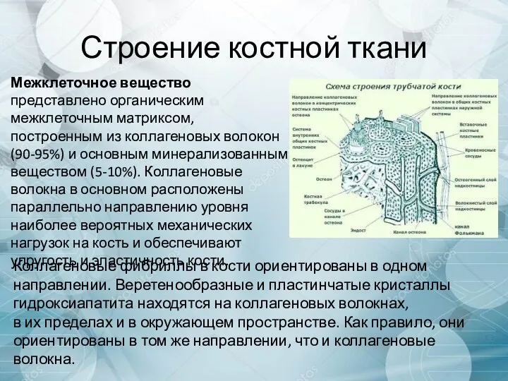 Строение костной ткани Межклеточное вещество представлено органическим межклеточным матриксом, построенным