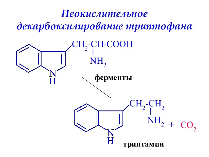 Неокислительное декарбоксилирование триптофана COO H ферменты + CO2 триптамин