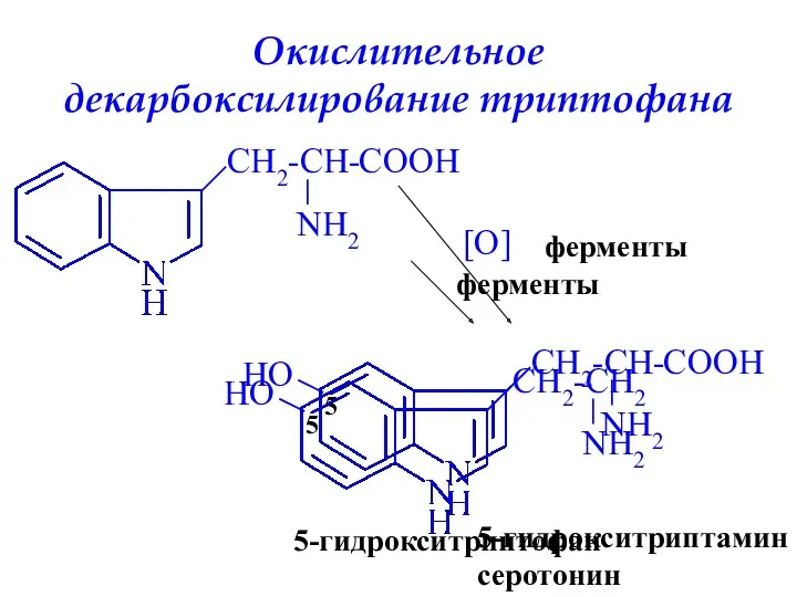 Окислительное декарбоксилирование триптофана COO H ферменты [O] COO H 5-гидрокситриптофан ферменты 5-гидрокситриптамин серотонин