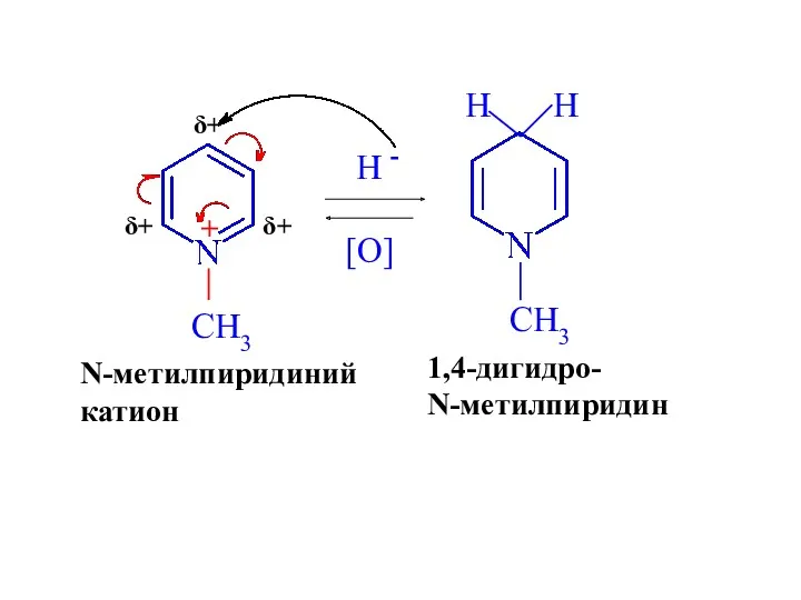 δ+ δ+ δ+ H - N-метилпиридиний катион 1,4-дигидро- N-метилпиридин [O]