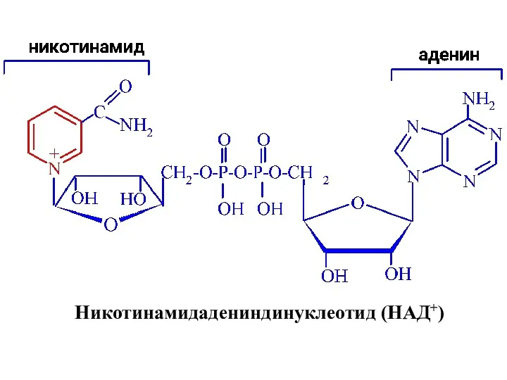 Никотинамидадениндинуклеотид (НАД+)