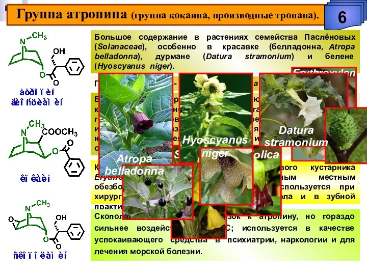 Группа атропина (группа кокаина, производные тропана). 6 Большое содержание в