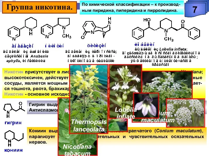 Группа никотина. 7 Никотин присутствует в листьях Nicotiana tabacum (до