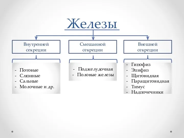 Железы Внутренней секреции Внешней секреции Смешанной секреции Потовые Слюнные Сальные