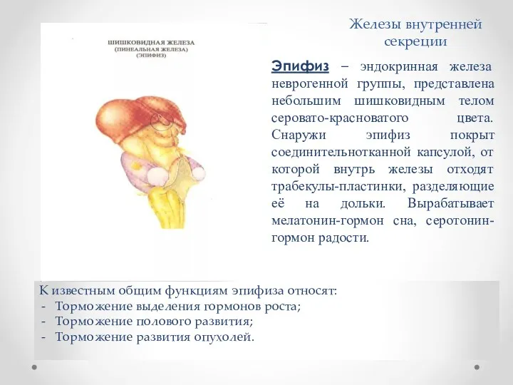 Железы внутренней секреции Эпифиз – эндокринная железа неврогенной группы, представлена