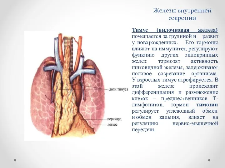 Железы внутренней секреции Тимус (вилочковая железа) помещается за грудиной и