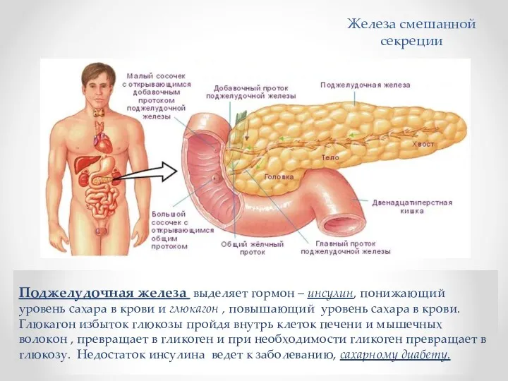 Железа смешанной секреции Поджелудочная железа выделяет гормон – инсулин, понижающий