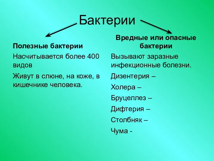 Бактерии Полезные бактерии Насчитывается более 400 видов Живут в слюне,