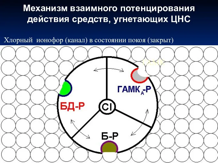 Механизм взаимного потенцирования действия средств, угнетающих ЦНС ГАМК Хлорный ионофор (канал) в состоянии покоя (закрыт)