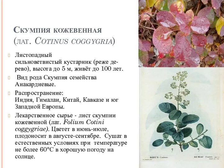 Скумпия кожевенная (лат. Cotinus coggygria) Листопадный сильноветвистый кустарник (реже де-рево), высота до 5