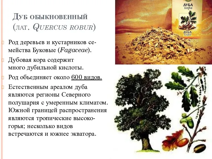 Дуб обыкновенный (лат. Quercus robur) Род деревьев и кустарников се-мейства Буковые (Fagaceae). Дубовая