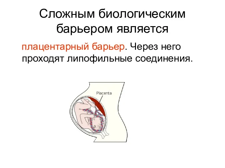 Сложным биологическим барьером является плацентарный барьер. Через него проходят липофильные соединения.