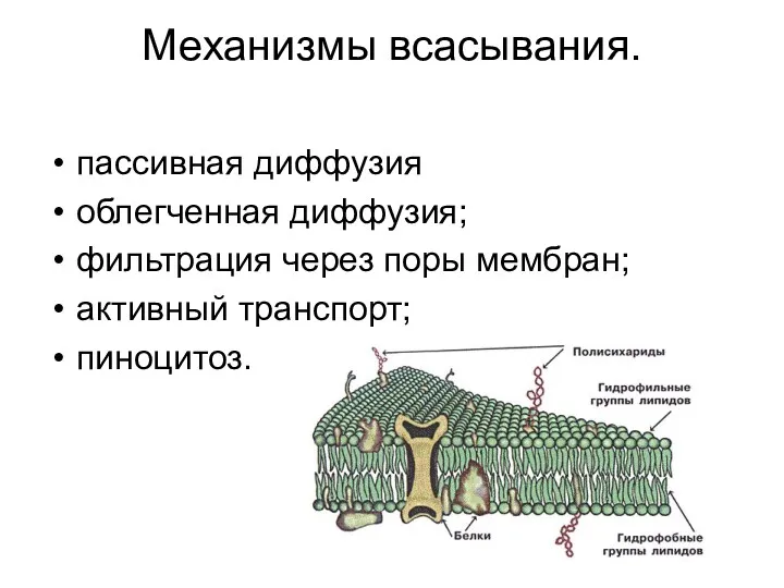 Механизмы всасывания. пассивная диффузия облегченная диффузия; фильтрация через поры мембран; активный транспорт; пиноцитоз.