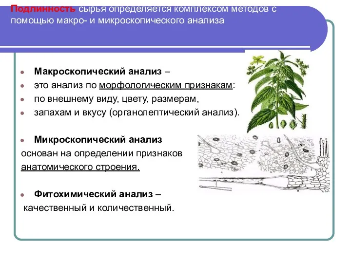 Подлинность сырья определяется комплексом методов с помощью макро- и микроскопического