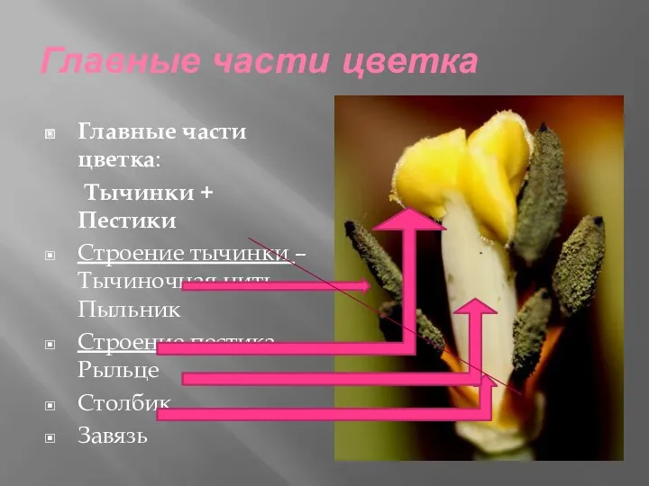 Главные части цветка Главные части цветка: Тычинки + Пестики Строение