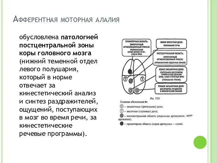 Афферентная моторная алалия обусловлена патологией постцентральной зоны коры головного мозга