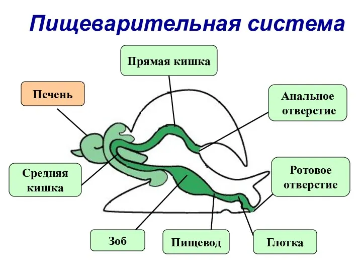 Пищеварительная система Анальное отверстие Ротовое отверстие Глотка Пищевод Зоб Средняя кишка Прямая кишка Печень