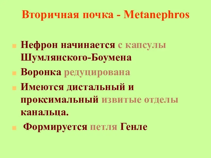 Вторичная почка - Metanephros Нефрон начинается с капсулы Шумлянского-Боумена Воронка