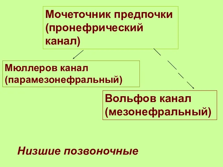 Мочеточник предпочки (пронефрический канал) Мюллеров канал (парамезонефральный) Вольфов канал (мезонефральный) Низшие позвоночные