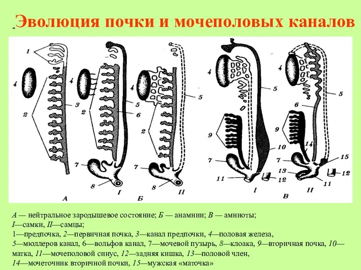 Эволюция почки и мочеполовых каналов А — нейтральное зародышевое состояние;