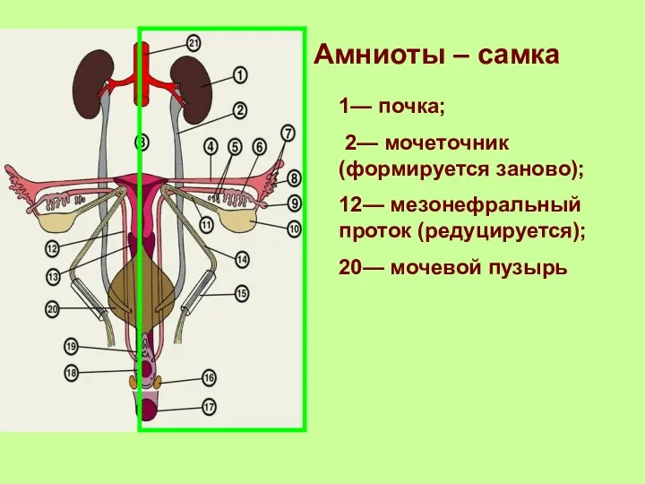 Амниоты – самка 1— почка; 2— мочеточник (формируется заново); 12— мезонефральный проток (редуцируется); 20— мочевой пузырь