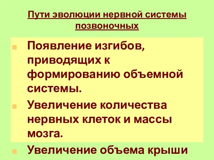 Пути эволюции нервной системы позвоночных Появление изгибов, приводящих к формированию