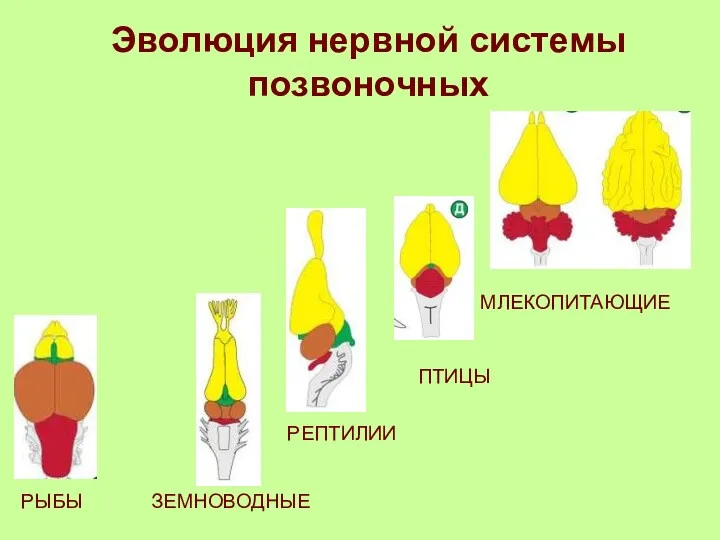 РЫБЫ ЗЕМНОВОДНЫЕ РЕПТИЛИИ ПТИЦЫ МЛЕКОПИТАЮЩИЕ Эволюция нервной системы позвоночных