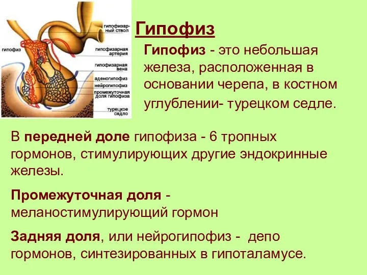 Гипофиз Гипофиз - это небольшая железа, расположенная в основании черепа,