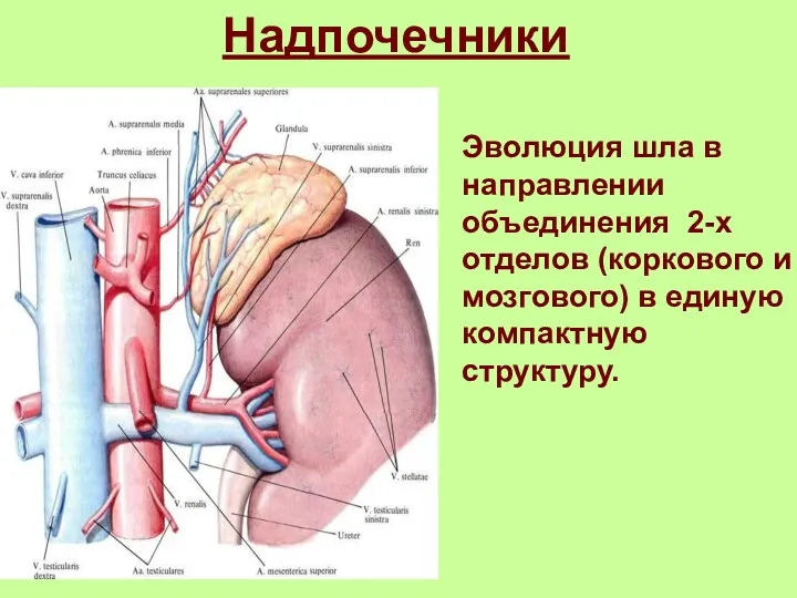 Надпочечники Эволюция шла в направлении объединения 2-х отделов (коркового и мозгового) в единую компактную структуру.