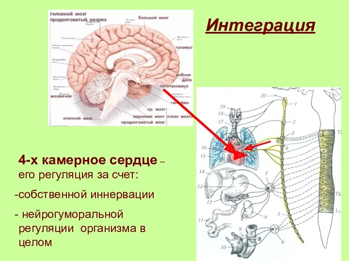 Интеграция 4-х камерное сердце – его регуляция за счет: собственной иннервации нейрогуморальной регуляции организма в целом