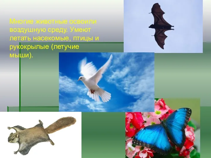 Многие животные освоили воздушную среду. Умеют летать насекомые, птицы и рукокрылые (летучие мыши).