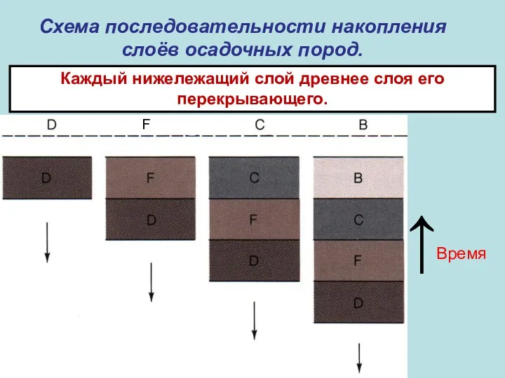 Схема последовательности накопления слоёв осадочных пород. ↑ Время Каждый нижележащий слой древнее слоя его перекрывающего. F