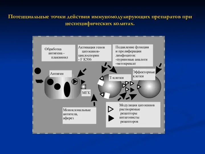 Потенциальные точки действия иммуномодулирующих препаратов при неспецифических колитах.