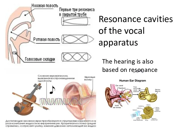 Resonance cavities of the vocal apparatus The hearing is also based on resonance