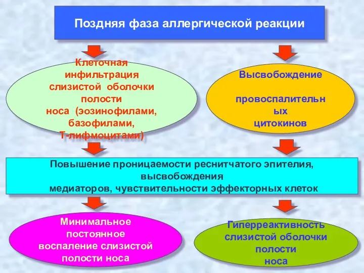 Поздняя фаза аллергической реакции Клеточная инфильтрация слизистой оболочки полости носа