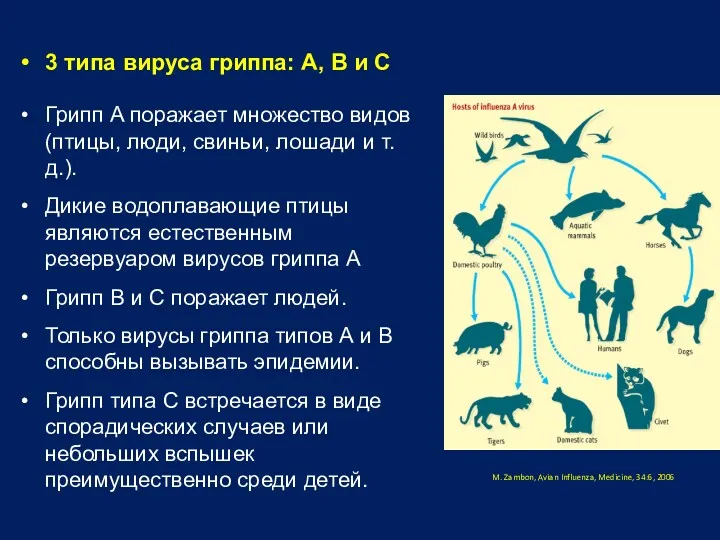 3 типа вируса гриппа: A, B и C Грипп A