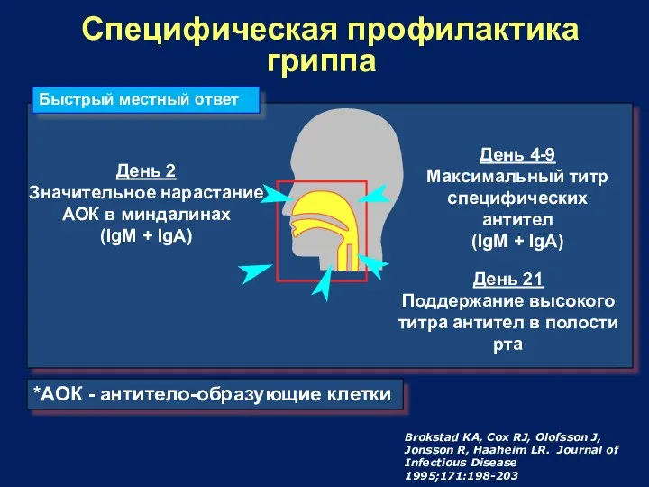 Специфическая профилактика гриппа День 2 Значительное нарастание АОК в миндалинах