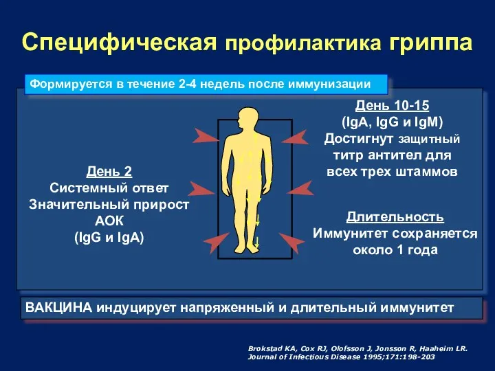 Специфическая профилактика гриппа День 2 Системный ответ Значительный прирост АОК