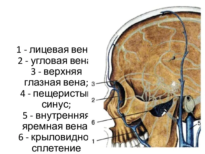 1 - лицевая вена; 2 - угловая вена; 3 -