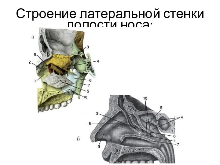 Строение латеральной стенки полости носа: