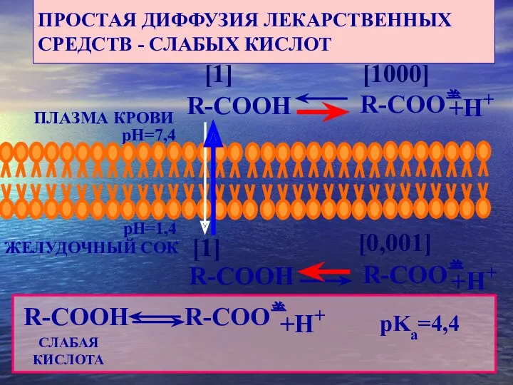 R-COO R-COO ЖЕЛУДОЧНЫЙ СОК ПЛАЗМА КРОВИ pH=7,4 pH=1,4 R-COOH +H+