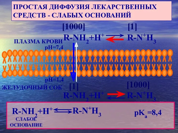 [1] [1000] ПРОСТАЯ ДИФФУЗИЯ ЛЕКАРСТВЕННЫХ СРЕДСТВ - СЛАБЫХ ОСНОВАНИЙ