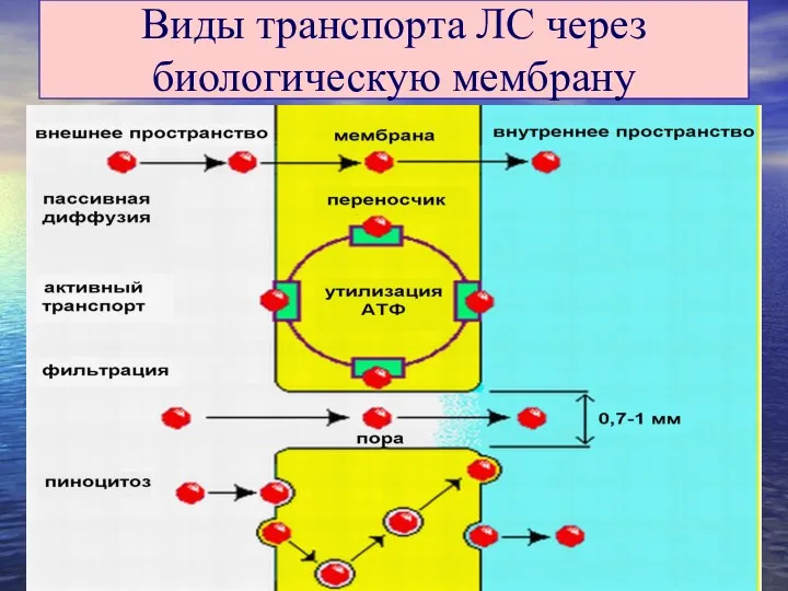 Виды транспорта ЛС через биологическую мембрану