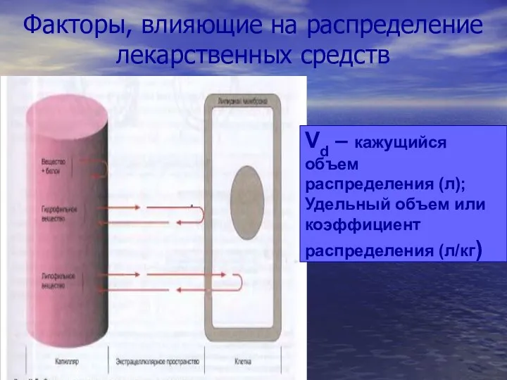 Факторы, влияющие на распределение лекарственных средств Vd – кажущийся объем