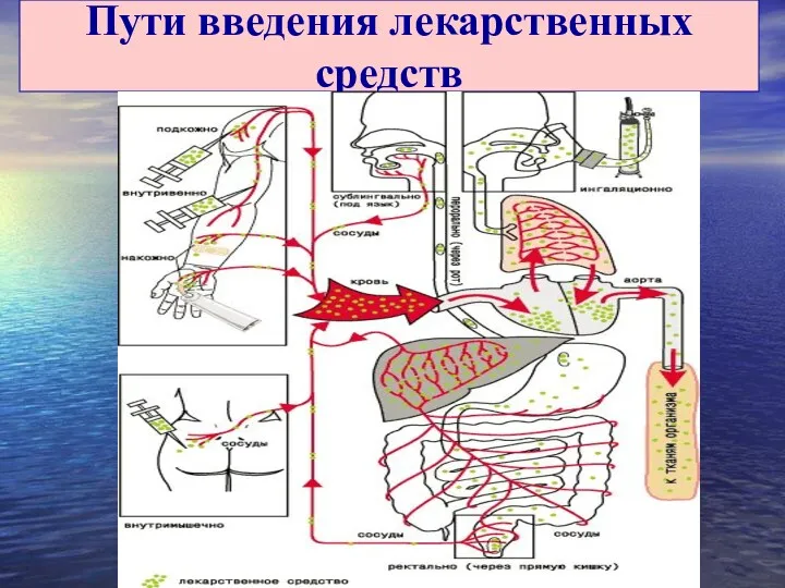 Пути введения лекарственных средств