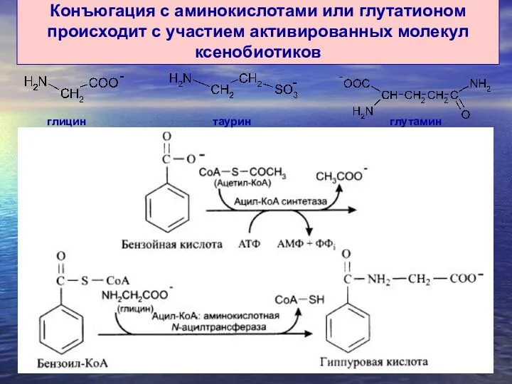 Конъюгация с аминокислотами или глутатионом происходит с участием активированных молекул ксенобиотиков глицин таурин глутамин