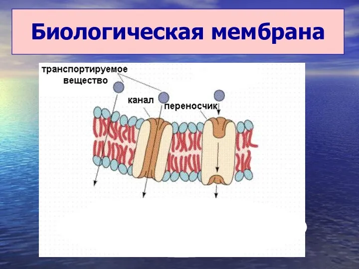 Биологическая мембрана